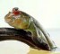 Cá thòi lòi vùng sông nước Nam Bộ 