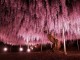 Những bức hình tuyệt đẹp về cây đậu tía 144 năm tuổi tại Nhật Bản