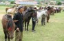Hội thi kéo xe ngựa Hoàng Châu - Cát Hải
