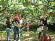 Tour thưởng thức trái cây sạch tại Yamanashi Nhật Bản